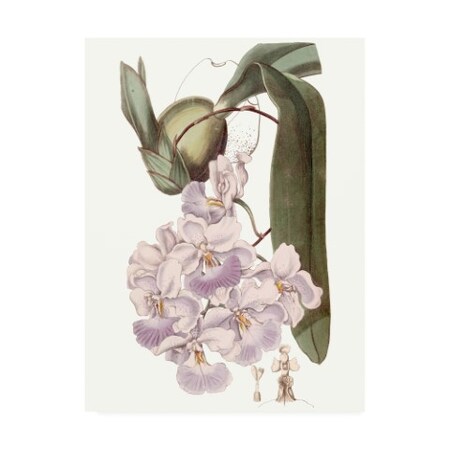 Edwards 'Lavender Beauties V' Canvas Art,24x32